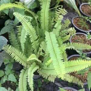 boston fern air cleaning plant