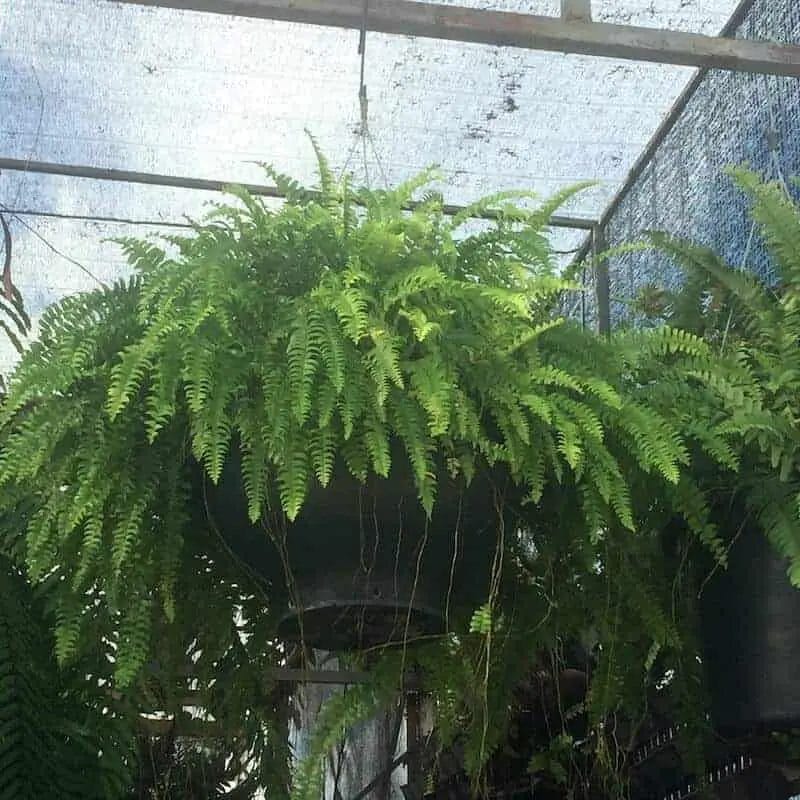 hanging fern air purifier