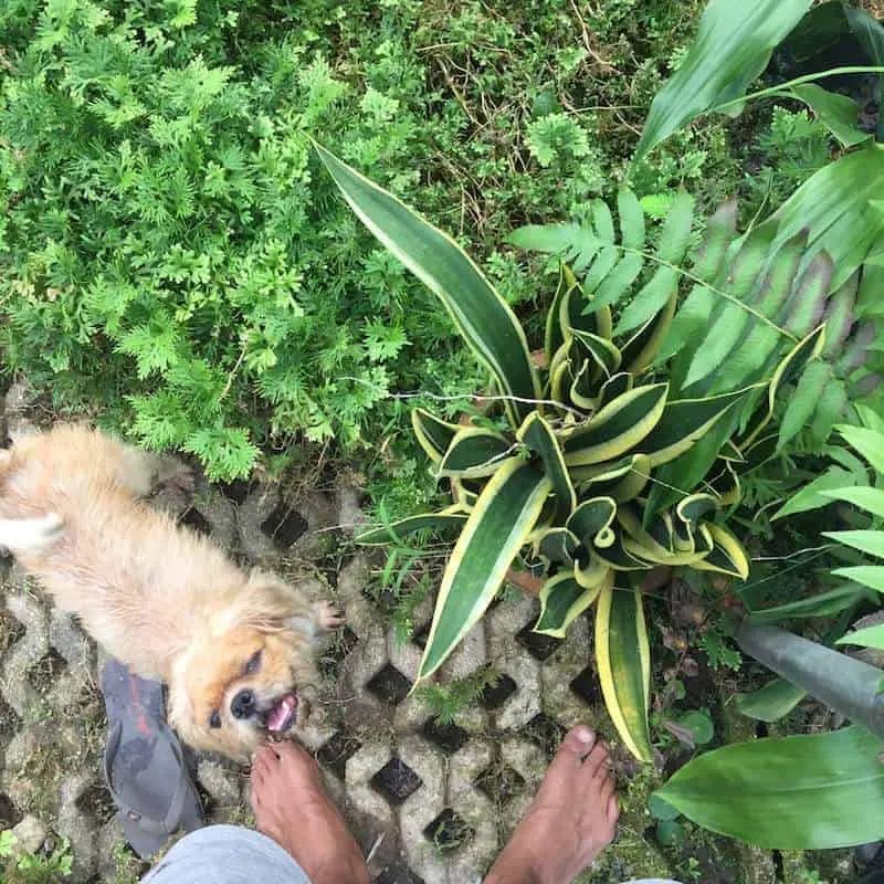 Snake Plant Cleans Air