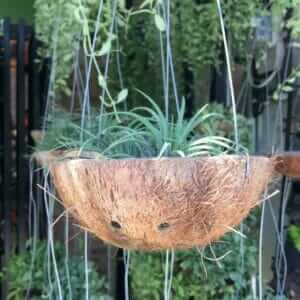 coconut hanging basket planter