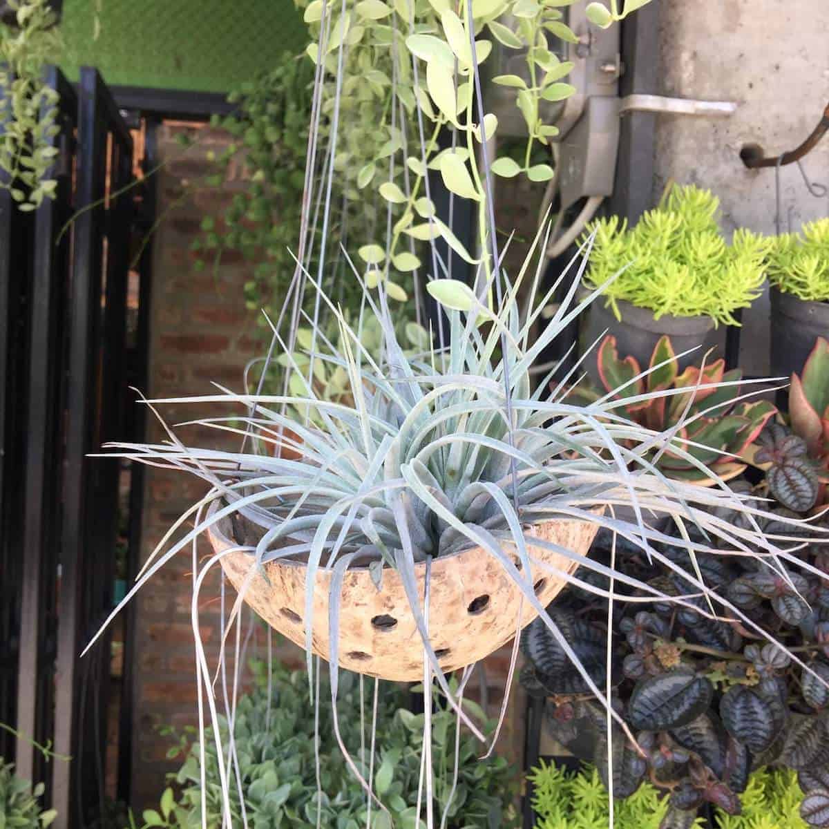 coconut hanging basket plants