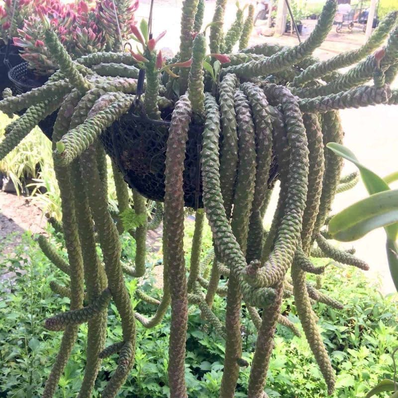 hemp cactus hanging plant