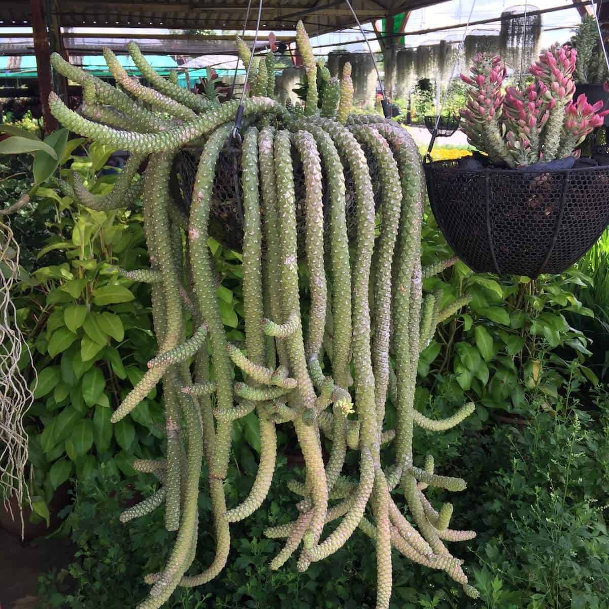 ornamental hemp cactus