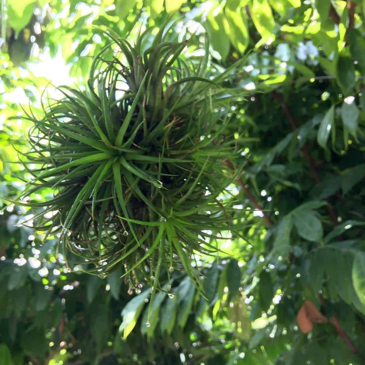 hanging basket plants