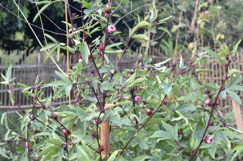 Roselle plant growing in the farm