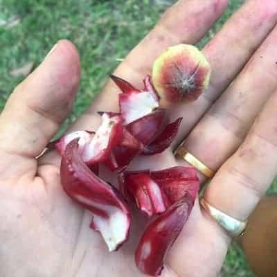 Rosella Tea Recipe requires removal of the seedpods