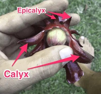 Roselle Flower Calyx and Epicalyx
