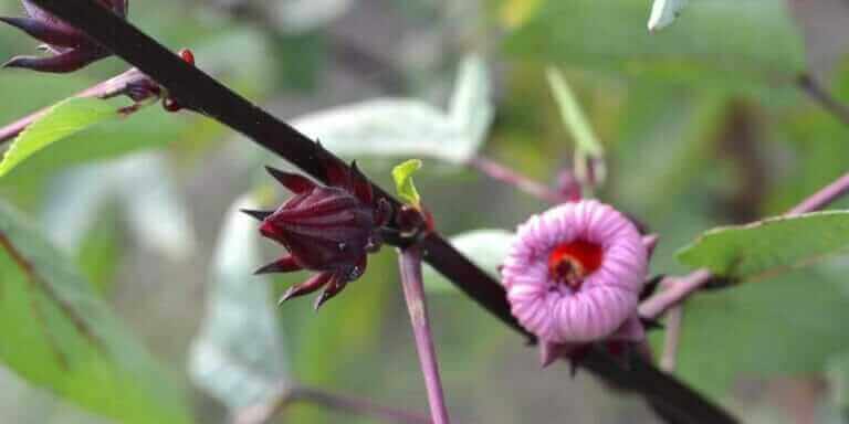 roselle juice recipe