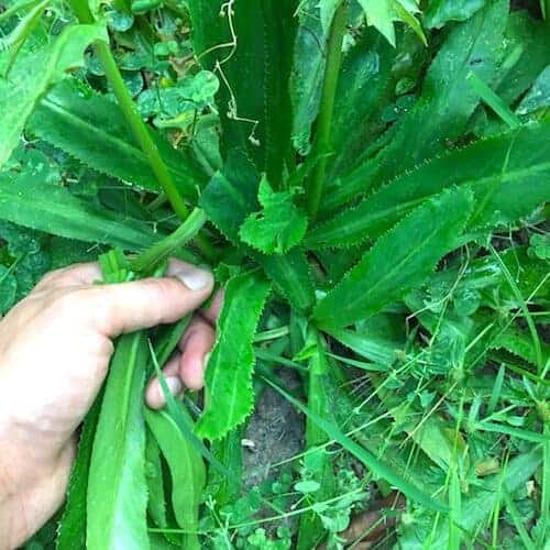 culantro or Thai parsley