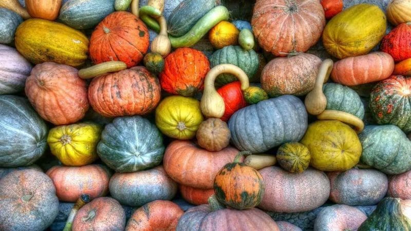hybrid seed storage