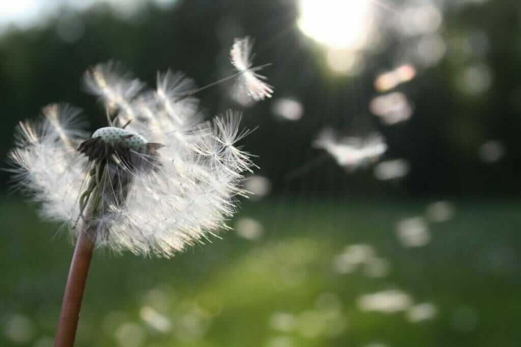 saving seeds