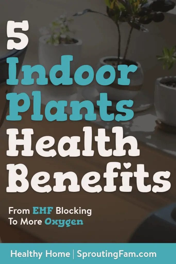 5 Health Benefits Of Indoor Plants - Sprouting Fam