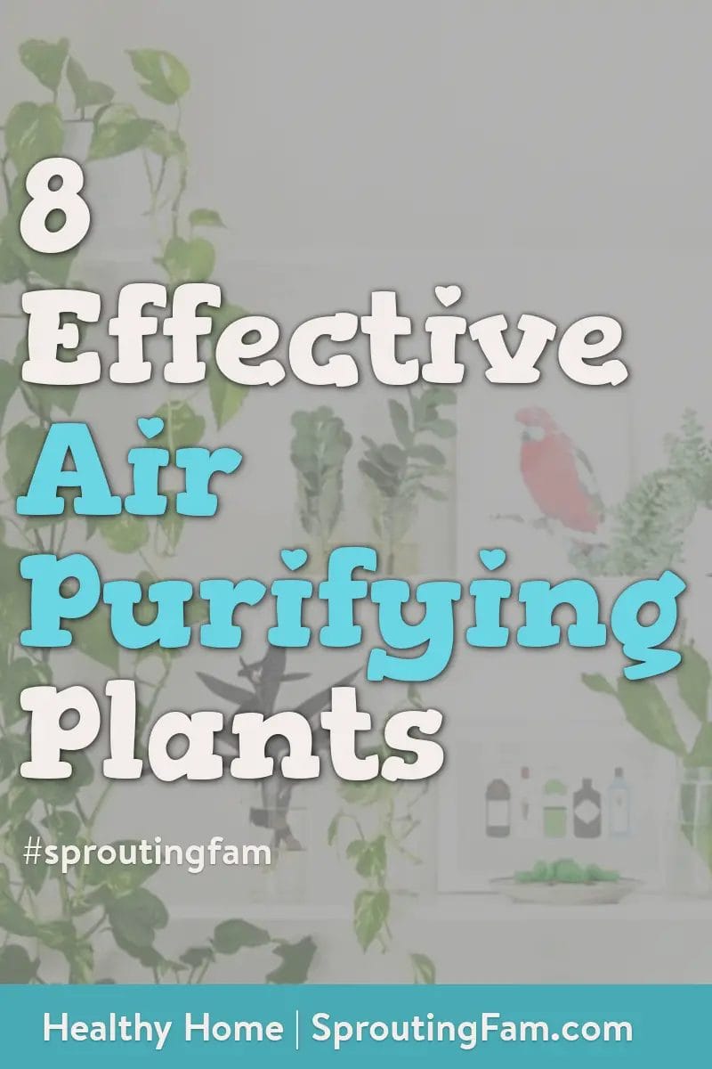 air purifying plants