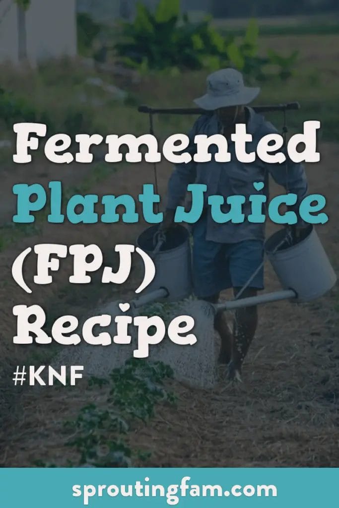 fermented plant juice recipe