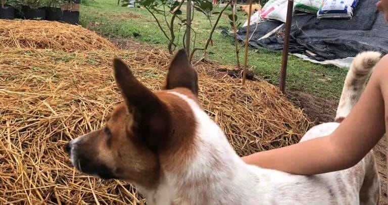 raised garden bed kits review banner of a recent garden bed (without slats!)