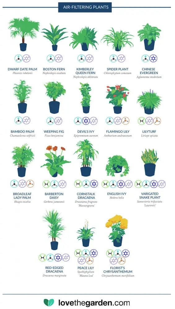 Love The Garden infographic from NASA Air Filtering Plants study