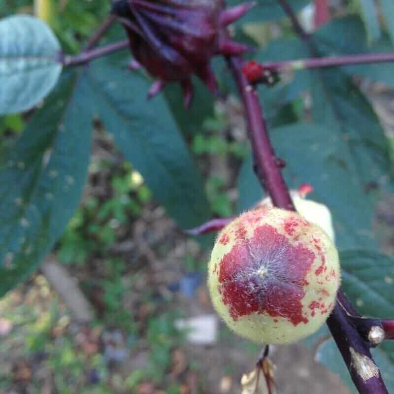 roselle juice recipe with fresh calyx and we left seed pods on the stem