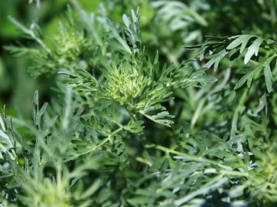 herbs that smell good - wormwood