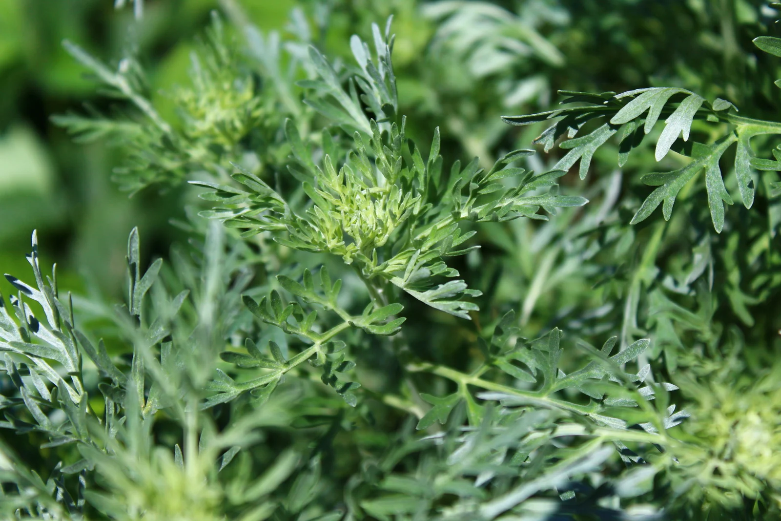 herbs that smell good - wormwood