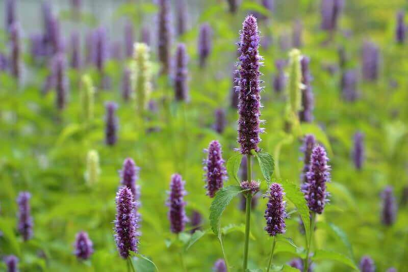 Anise Hyssop agastache foeniculum