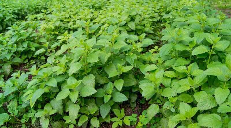 Lemon balm (Melissa officinalis) at the farm