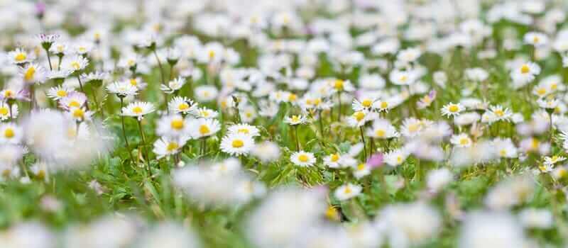 field of Chamomile