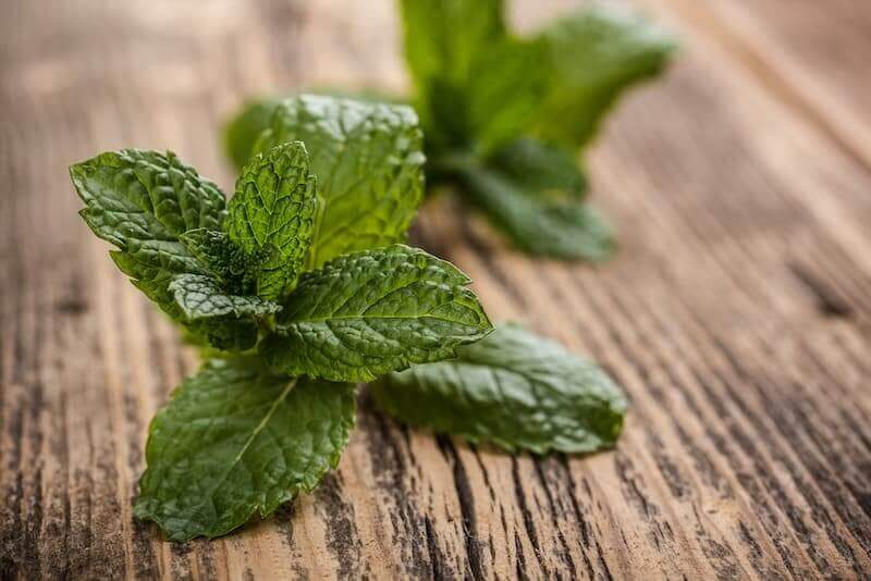 fresh mint herb leaves