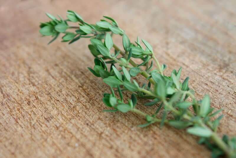 fresh thyme herb 