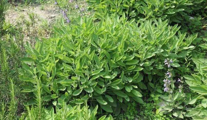 sage plant (Salvia officinalis)
