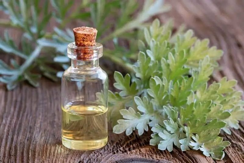 a bottle of wormwood essential oil with artemisia wormwood alongside