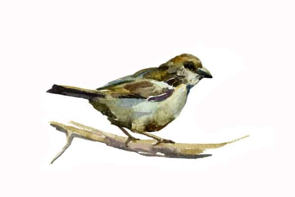 bird perched on tree branch, looking at quote.