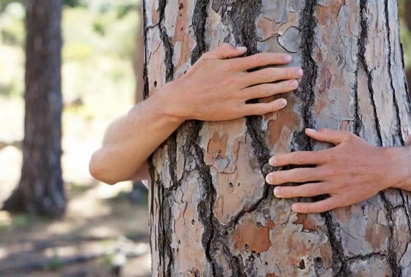 tree hugging gives health benefits