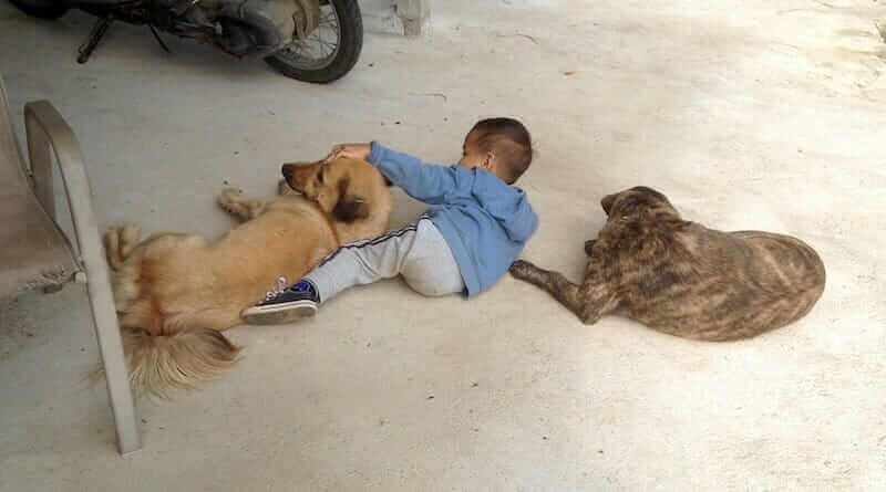 our boy and his dogs