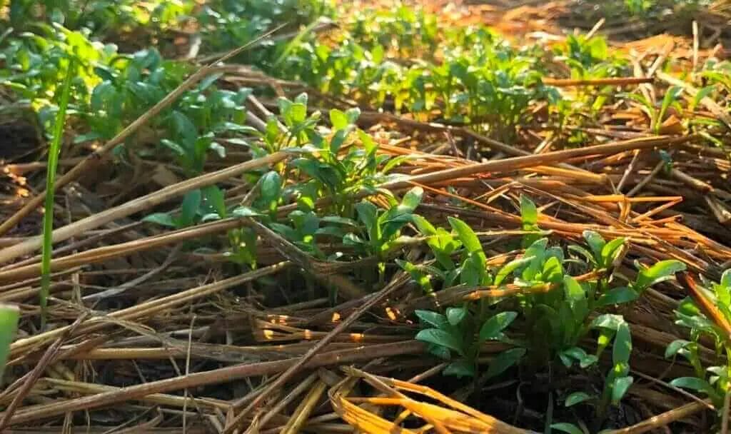 gardening blog posts sprouting fam seedlings sprouting