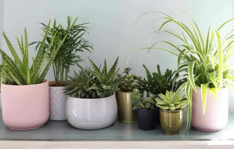 8 Effective Air Purifying Plants