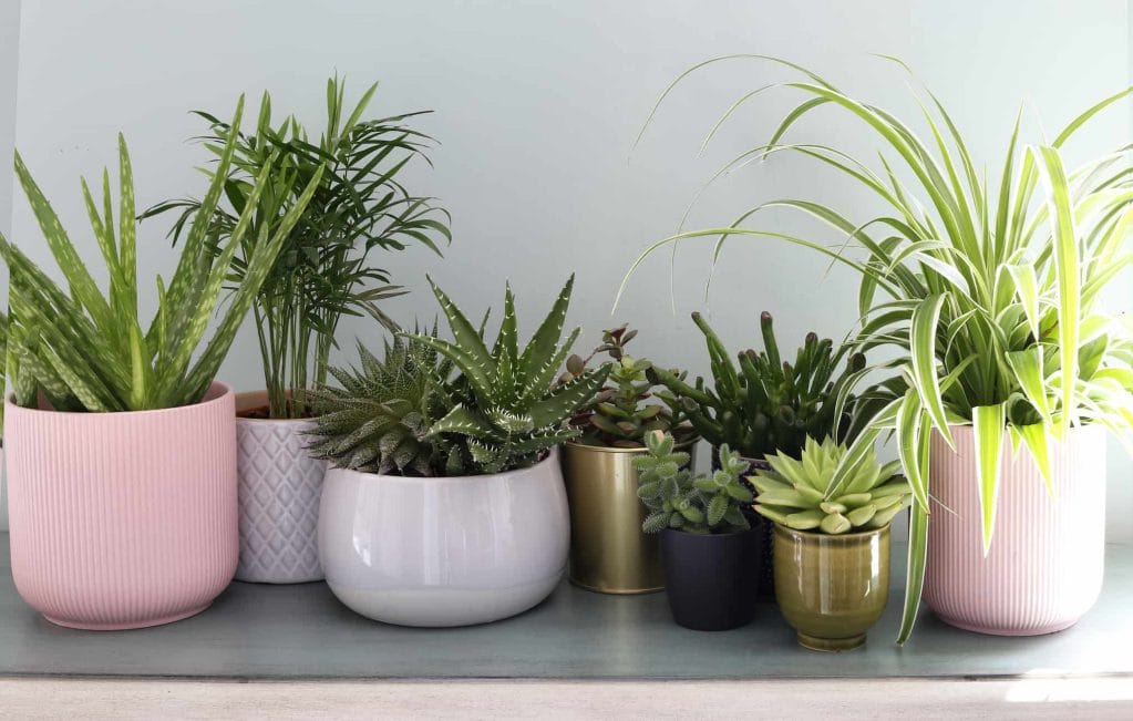 air purifying plants lined up