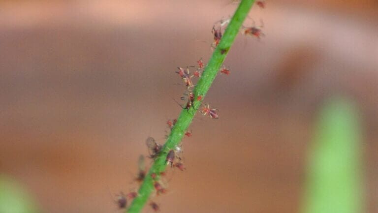 plants that repel aphids banner of red aphids on stem
