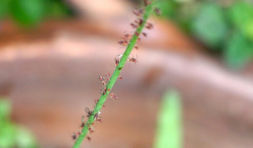 red aphids on a plant stem from a potted plant