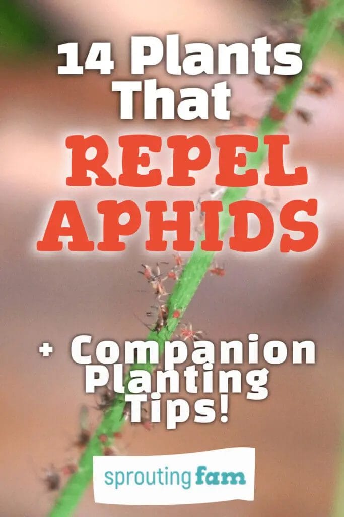 Plants that repel aphids blog post pin for Sprouting Fam