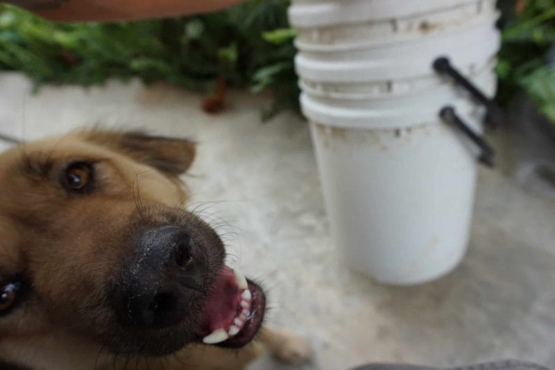 Choco with the 3 bin worm composting setup using 5-gallon plastic buckets
