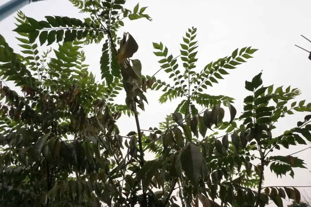 Curry tree survived the rainy season's compost tea gift.