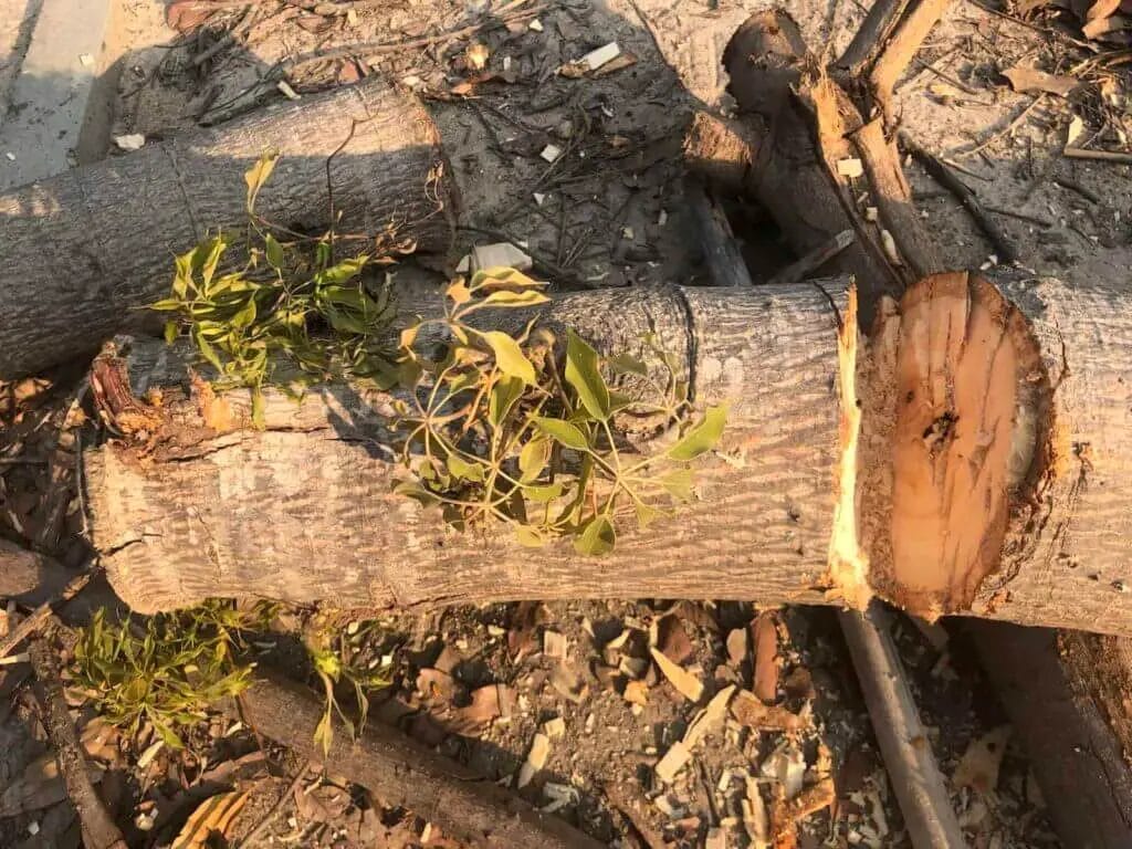 cutting a tree log section off