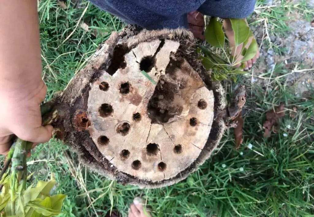 bee hotel with large cell holes