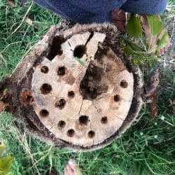 bee hotel with large cell holes