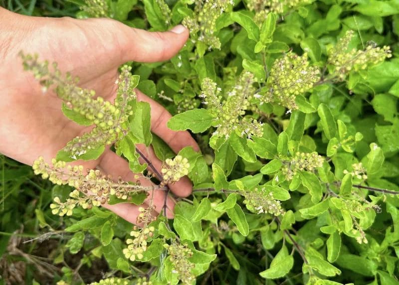 Green leaf Holy Basil plant and my hand holding the main stem