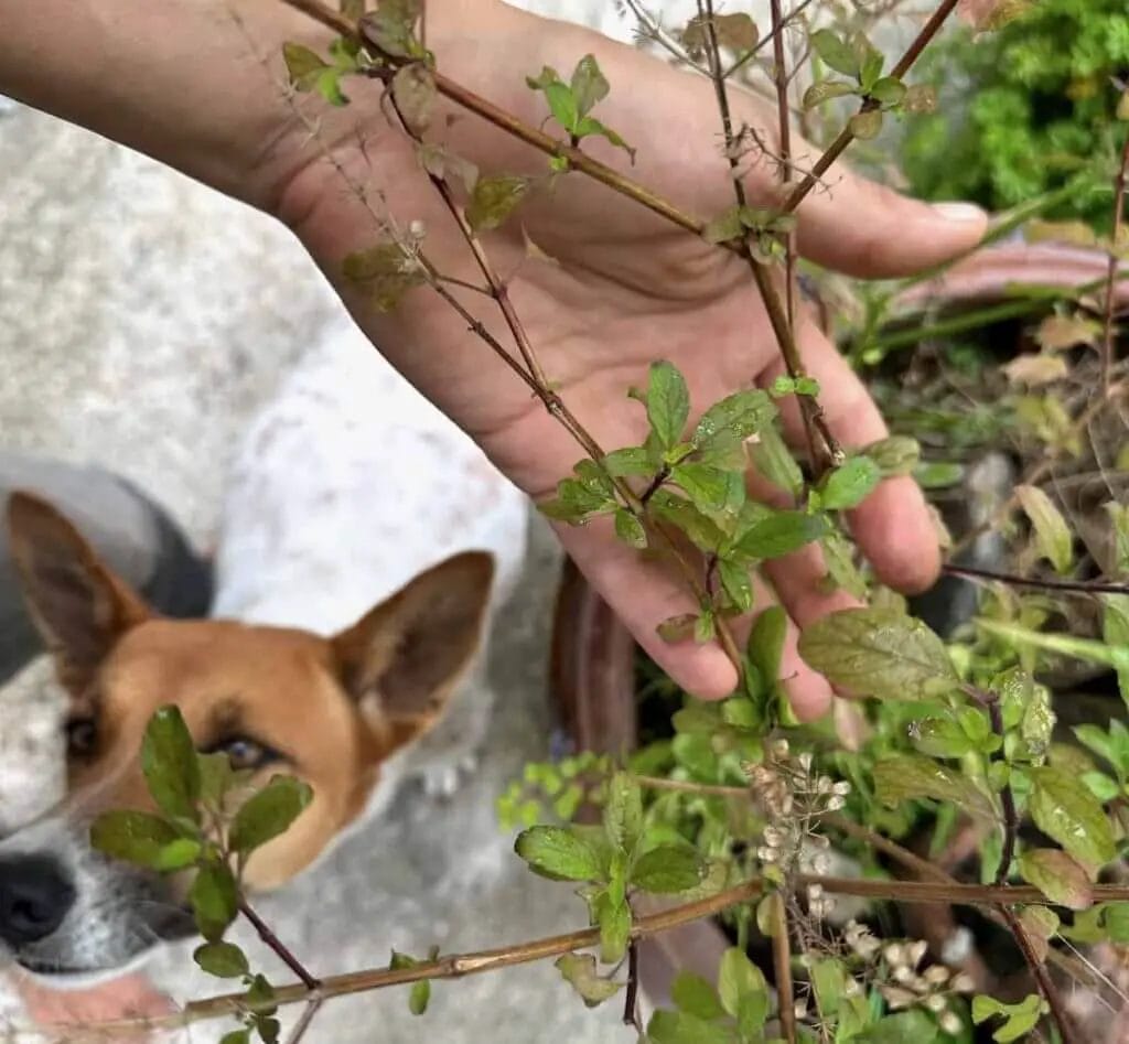 Holy Basil Tea Recipe Aka Tulsi Leaves Sprouting Fam   Min RED HOLY BASIL LEAF PLANT AND MY DOG BROWNIE 1024x947 