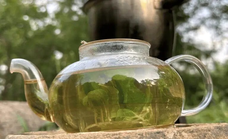 Holy Basil Tea Recipe Fresh Or Dried Tulsi Leaves Sprouting Fam   Min Finished Holy Basil Tea Recipe At The Farm 1900 1 768x468 