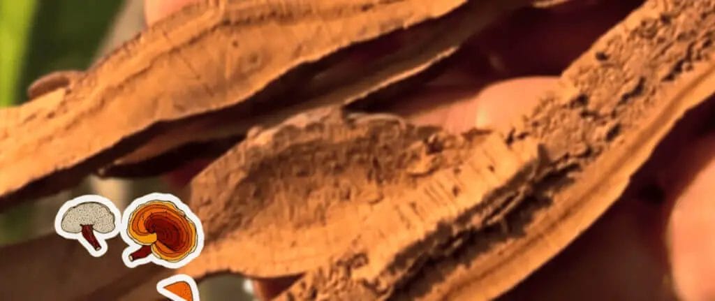 how to make reishi tea sprouting fam mushroom decoction recipe banner with reishi close up