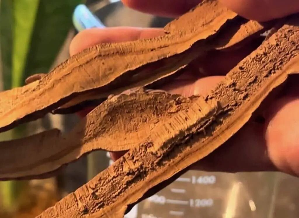 how to make reishi tea from sliced dried mushroom like this