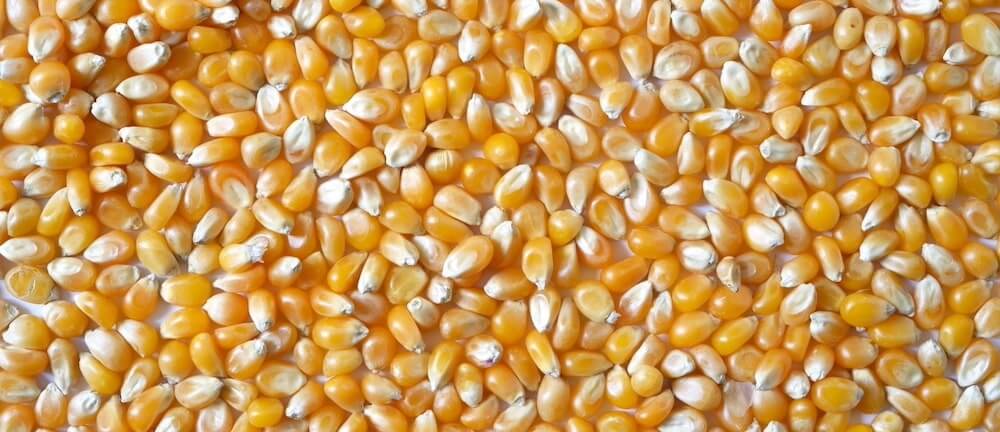 corn kernels for making corn starch floss that's non toxic and glyphosate free!